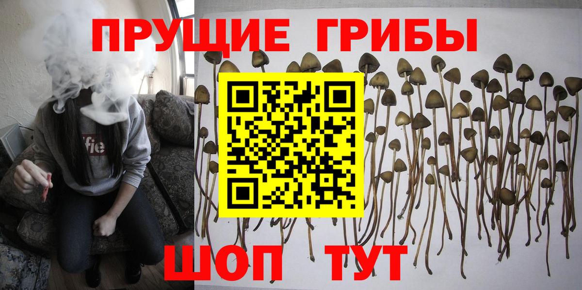 Псилоцибиновые грибы Psilocybine cubensis Удомля